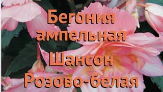 Бегония ампельная Розово-белая  бегония Розово-белая обзор: как сажать семена бегонии Розово-белая