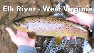 Elk River Big Brown Trout - West Virginia |#westvirginia #fish #fishing