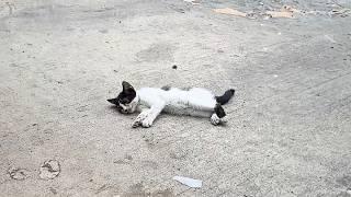 The sick stray kitten lay limp in the road, trying to rise as people passed by, but had no strength.