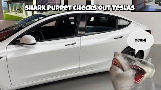 SB Movie: Shark Puppet checks out Teslas! (READ DESC)