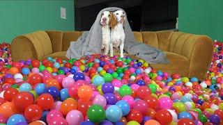 Waking Up My Dogs with Room Full of Colorful Plastic Balls!