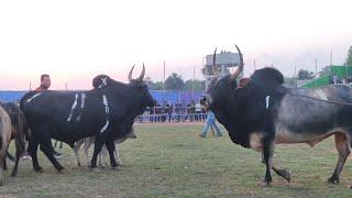 Staff  Pring dodo || iadaw masi today