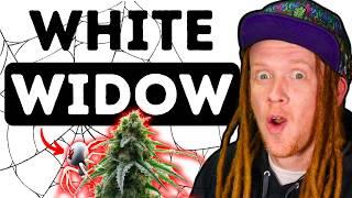 White Widow: Truth Behind the Legendary Strain