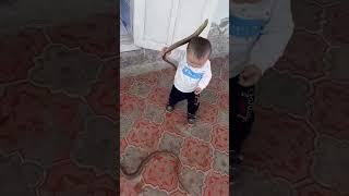 Snakes and boy. Ilonlar bilan o'ynagan bola. #short #shorts