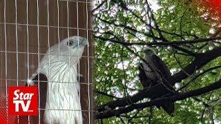 Caged eagle freed thanks to The Star report