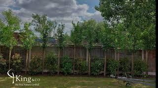 King and Co Screening Trees | Before and After | Trees for Garden Privacy