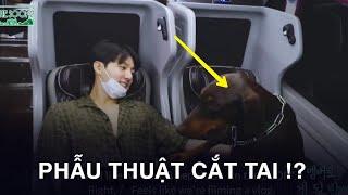 Doberman Thường "Phẫu Thuật C.ắt Tai", Jungkook (BTS) Đã Làm Gì Mà Khiến Dân Mạng Khen Ngợi