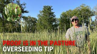 PASTURE SEEDING SUCCESS - Results from our fall planting without synthetic fertilizer    #pasture