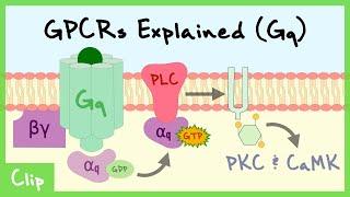 Gq Pathway Of G-Protein-Coupled Receptors Explained | Clip