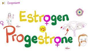 Estrogen & Progesterone | Source, Metabolism, Structure & Function
