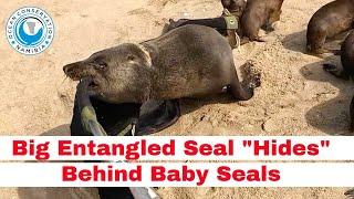 Big Entangled Seal "Hides" Behind Baby Seals
