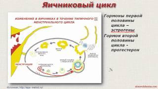 СимптоТермальный Метод Распознавания Плодности (СТМРП, СТ-метод),  Урок 4