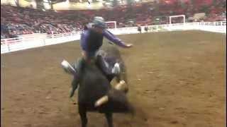 Calgary Stampede's 868  Everything Cowboy at the 2013 Aggie Days Rodeo