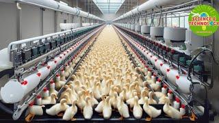 Modern High-Tech Duck Farming, The World's Largest Duck Farm, Amazing Duck Farming, Poultry Farming