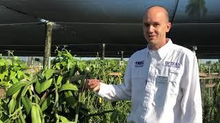 Vanilla Diversity Collection at UF/IFAS TREC - Dr. Alan Chambers