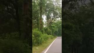 How is the beauty of nature #youtubeshorts #trending #viral #nature #tree #forest #craftermoulindu