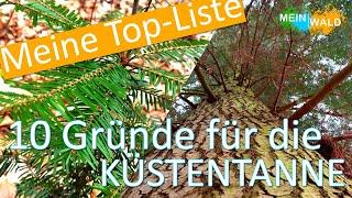  10 Gründe warum die Küstentanne in unsere Mischwälder gehört