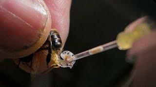 The delicate work of bee breeding