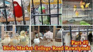 Rawalpindi Birds Market | Exotic Birds and Parrots | College Road Rawalpindi Birds Market Urdu/Hindi