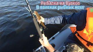 Рыбалка на Вуоксе 2024. В поисках рыбных мест ️/ Fishing on Vuoksa 2024️ #shorts #fishing #рыбалка