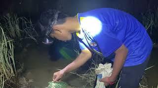 My son and I set up a frog trap in the rice field