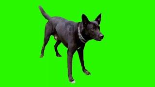 Dog Barking Green Screen Effects HD Footage No Copyright