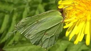 Brimstone Female