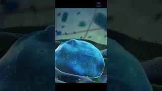 The cell and the Cell membrane animation ||