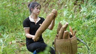 Harvesting Cassava as Animal Food and Cassava Sticky Rice, Mountain Family Life | EP. 57