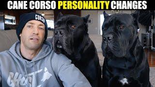 Cane Corso Suddenly Aggressive - Personality Change By Age