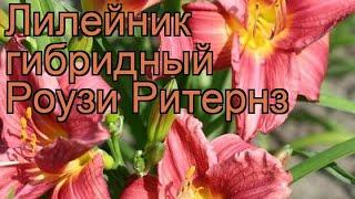 Лилейник гибридный Роузи Ритернз (hemerocallis)  обзор: как сажать, рассада лилейника Роузи Ритернз