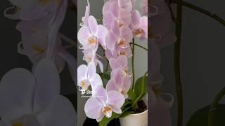 Make your orchid bloom in 3 steps!!#hayatadairpüfnoktalar ,#orchids, #flowers ,#plants , #diy ,