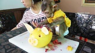 Baby Monkey Dodo Vs Art In Melon Pig, Mom Make Art In Melon Pig For Dodo