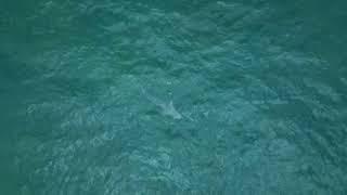 Sharks in the Hamptons 7/8-Hamptons Drone 4K Footage