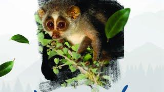 Talk on Mysuru Slender Loris by Dr H N Kumara, Principal Scientist, SACON