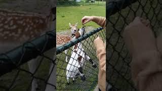 Smoll goat wants bread