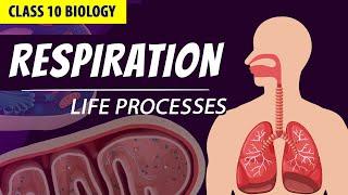 CLASS 10 LIFE PROCESSES FULL CHAPTER (Animation)| PART - 2  | NCERT Science chapter 6| Respiration