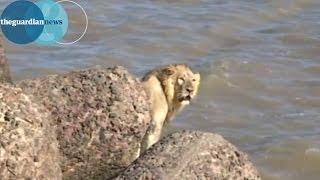 Lion saved from sea on Indian coast