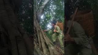 video short yos hav zoov pom dais #animal #yoshavzoov #hunting #เดินป่า #bushcraft #huntingbus