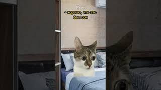 Календарь ограбил котика Тг: Yt_Fret #cat #мем #фрет