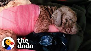 Abandoned Hairless Puppy Transforms Into The Most Gorgeous Pittie | The Dodo Faith = Restored