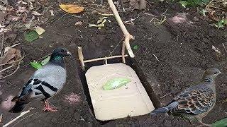Easy Deep Hole Quail Trap and Bird Trap Using Case Paper and Small Tree-The Best Quail Trap
