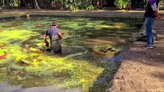 Pond Cleaning At Botanical Garden  Pamplemousses Mauritius