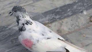 Pigeon landing 8am to 5:58pm (pakistan pigeons club )