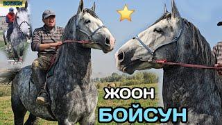 ЛИНИЯСЫ КҮЧТҮҮ БОЙСУН ЫКТЫЯРДА чоң ат