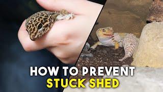 Everything You Need To Know About Skin Shedding | Leopard Gecko