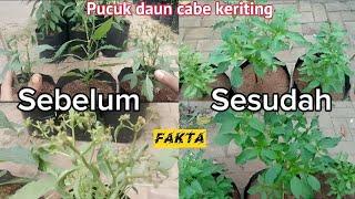 Cara mengatasi pucuk cabe yang keriting | Dengan waktu 15 hari daun pucuk cabe kembali normal