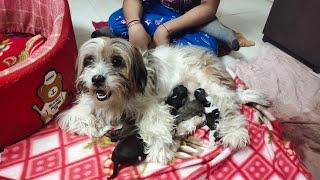 Lasha Apso Gives Birth To 5 Puppies  ! Finally Delievery Ho Gayi #LashaApso #Puppies