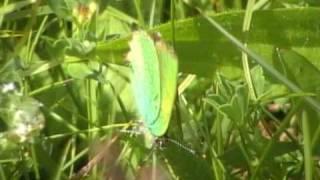 Green Hairstreak