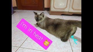 Siamese cat in heat! loud scream Signs that your cat is in heat